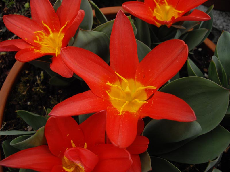 Tulipa kaufmanniana 'Scarlet Baby'
